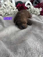 LUCKY, a  Cockapoo for sale in Grant, NE – 1 of 1