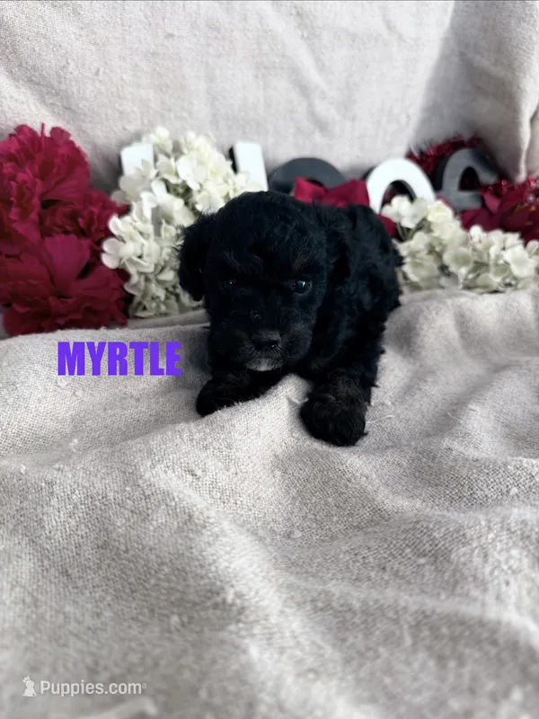 MYRTLE – Poodle - Toy  puppy for sale in Grant, NE