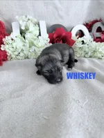 WHISKEY, a male Keeshond for sale in Grant, NE – 1 of 1