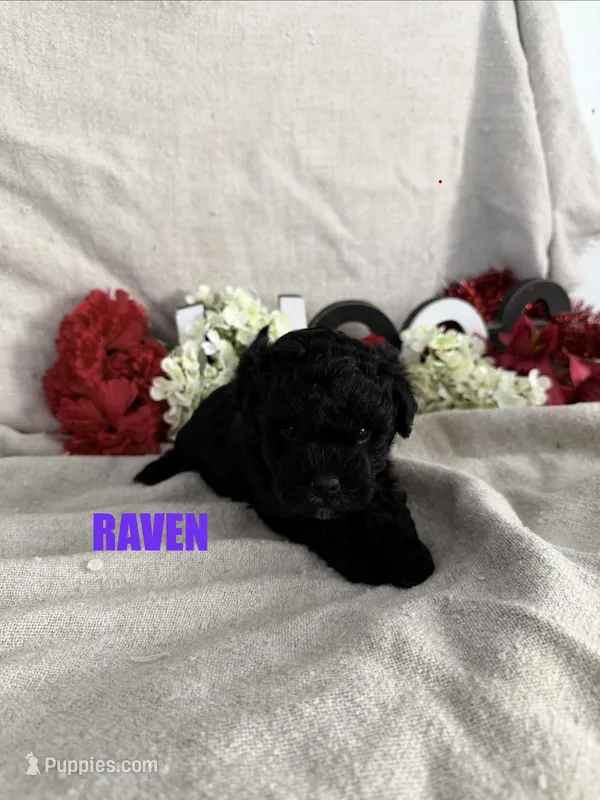 RAVIN – Lhasapoo puppy for sale in Grant, NE