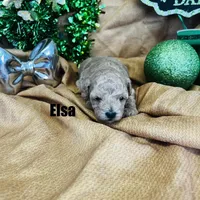 ELSA, a female Poodle - Toy  for sale in Grant, NE – Photo 1 of 2