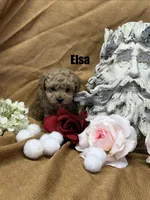 ELSA, a female Poodle - Toy  for sale in Grant, NE – Photo 2 of 2