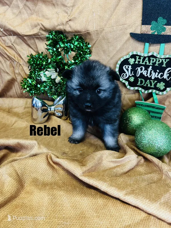REBEL
