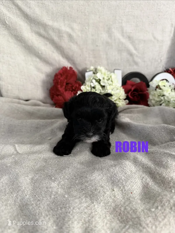 ROBIN – Lhasapoo puppy for sale in Grant, NE