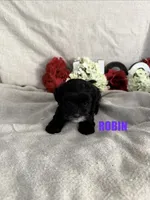 ROBIN, a female Lhasapoo for sale in Grant, NE – 1 of 1