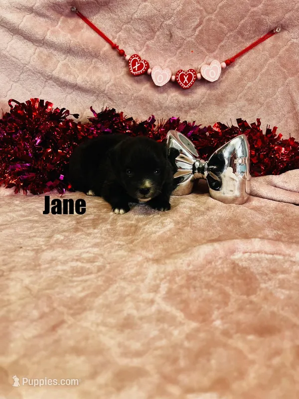 JANE