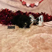 JANE, a female Pomimo for sale in Grant, NE – Photo 1 of 2