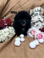 JANE, a female Pomimo for sale in Grant, NE – Photo 2 of 2