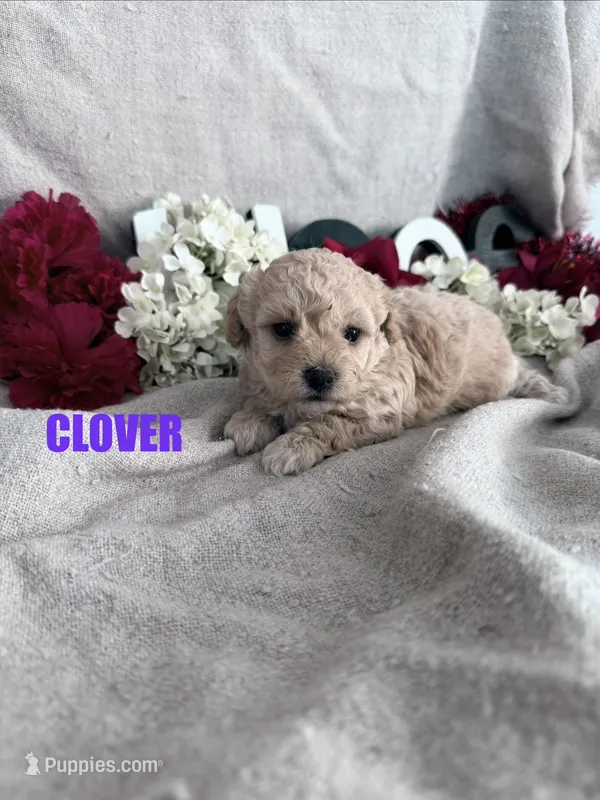 CLOVER – Poodle - Toy  puppy for sale in Grant, NE