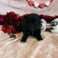 LILY, a female Pomimo for sale in Grant, NE – Photo 1 of 2
