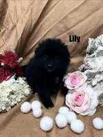 LILY, a female Pomimo for sale in Grant, NE – Photo 2 of 2