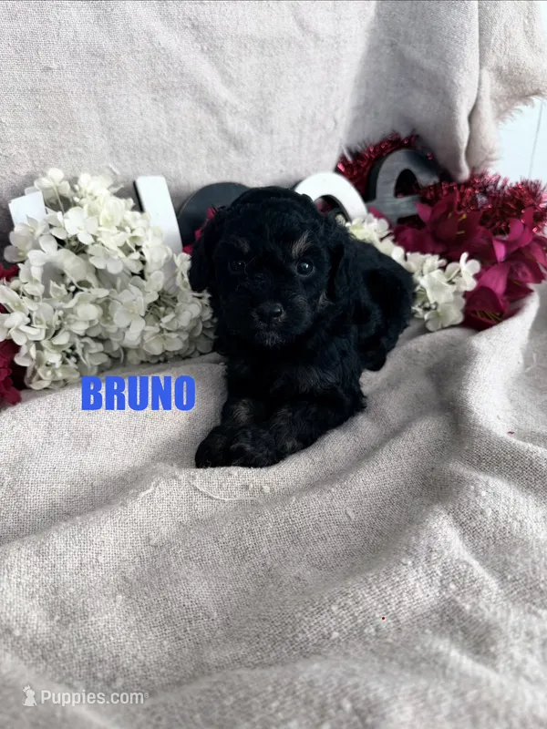 BRUNO – Poodle - Toy  puppy for sale in Grant, NE