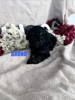 BRUNO, a male Poodle - Toy  for sale in Grant, NE – 1 of 1