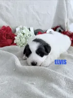 ELVIS, a male Great Pyrenees for sale in Grant, NE – 1 of 1