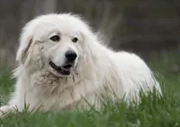 Pookie, a male Pyredoodle for sale in Floral City, FL – Photo 2 of 4