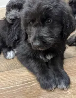 Pookie, a male Pyredoodle for sale in Floral City, FL – Photo 3 of 4