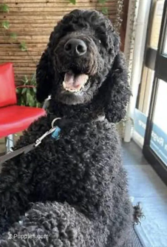 Pookie – Pyredoodle puppy for sale in Floral City, FL