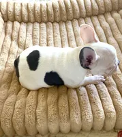 Betsy, a female French Bulldog for sale in Paso Robles, CA – 5 of 5