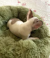 Dolly, a female French Bulldog for sale in Paso Robles, CA – 5 of 5