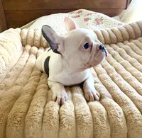 Betsy, a female French Bulldog for sale in Paso Robles, CA – 4 of 5