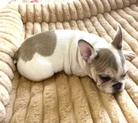 Dolly, a female French Bulldog for sale in Paso Robles, CA – 3 of 5