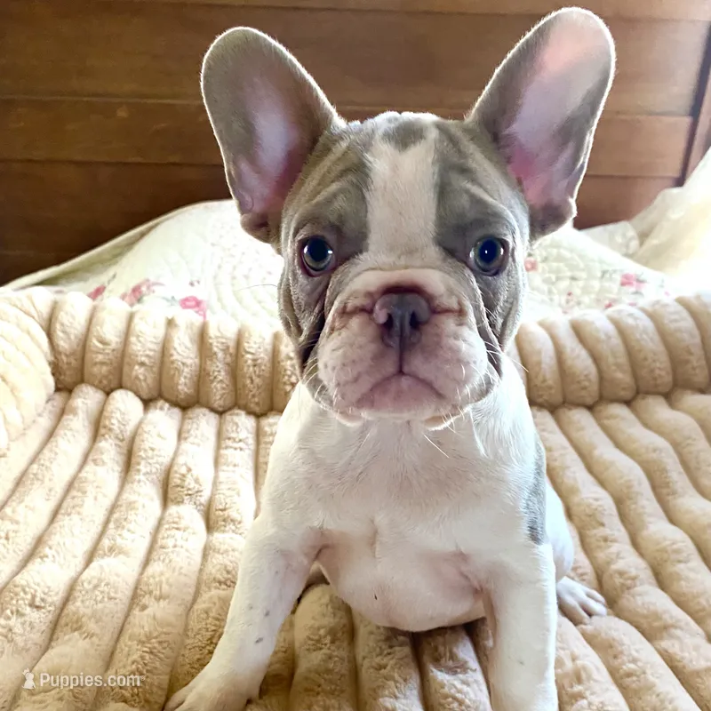Izzy – French Bulldog puppy for sale in Paso Robles, CA