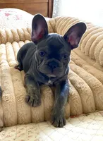 Lil Walter , a male French Bulldog for sale in Paso Robles, CA – 3 of 3