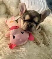 Minnie, a female French Bulldog for sale in Paso Robles, CA – Photo 5 of 6