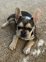 Minnie, a female French Bulldog for sale in Paso Robles, CA – Photo 4 of 6