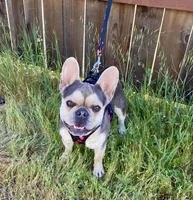 Minnie, a female French Bulldog for sale in Paso Robles, CA – Photo 3 of 6