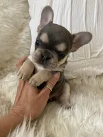 Minnie, a female French Bulldog for sale in Paso Robles, CA – Photo 6 of 6