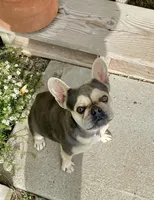 Minnie, a female French Bulldog for sale in Paso Robles, CA – Photo 1 of 6