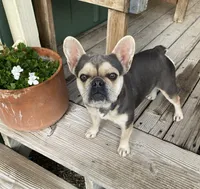 Minnie, a female French Bulldog for sale in Paso Robles, CA – Photo 2 of 6