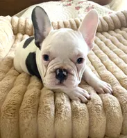Betsy, a female French Bulldog for sale in Paso Robles, CA – 2 of 5