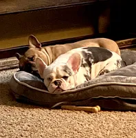 Abigail , a female French Bulldog for sale in Paso Robles, CA – 3 of 10