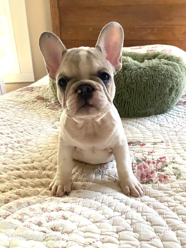Dolly – French Bulldog puppy for sale in Paso Robles, CA