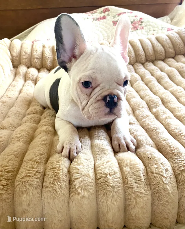 Betsy – French Bulldog puppy for sale in Paso Robles, CA