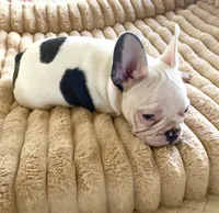 Betsy, a female French Bulldog for sale in Paso Robles, CA – 3 of 5