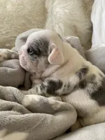 Abigail , a female French Bulldog for sale in Paso Robles, CA – 8 of 10