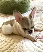 Dolly, a female French Bulldog for sale in Paso Robles, CA – 4 of 5