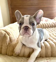 Izzy, a female French Bulldog for sale in Paso Robles, CA – 2 of 4