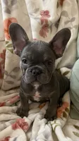 Lil Walter , a male French Bulldog for sale in Paso Robles, CA – 2 of 3