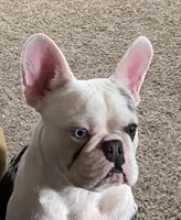 Abigail , a female French Bulldog for sale in Paso Robles, CA – Photo 1 of 6