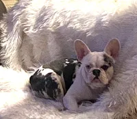 Abigail , a female French Bulldog for sale in Paso Robles, CA – Photo 2 of 6