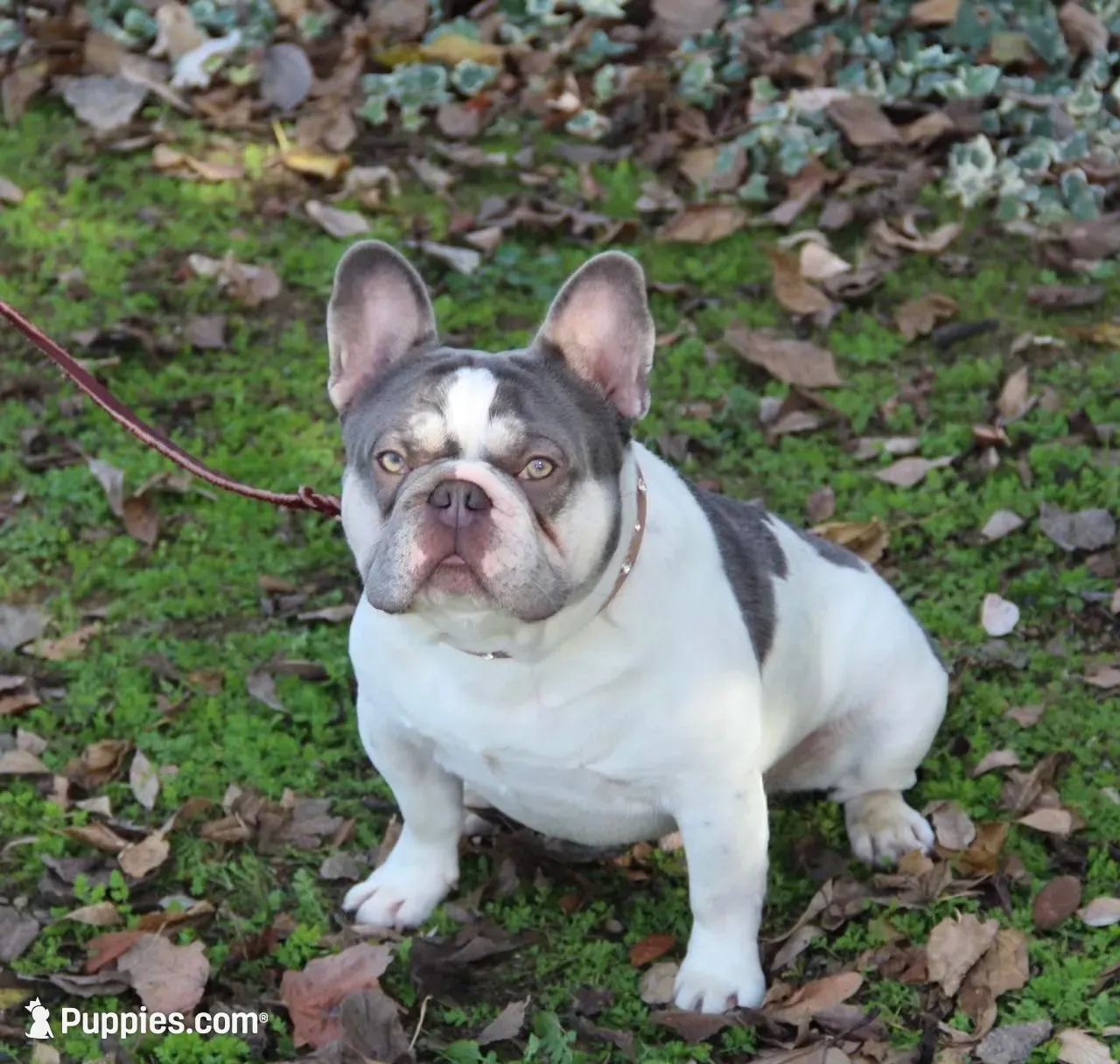 Abigail , a female French Bulldog for sale in Paso Robles, CA – 9 of 10