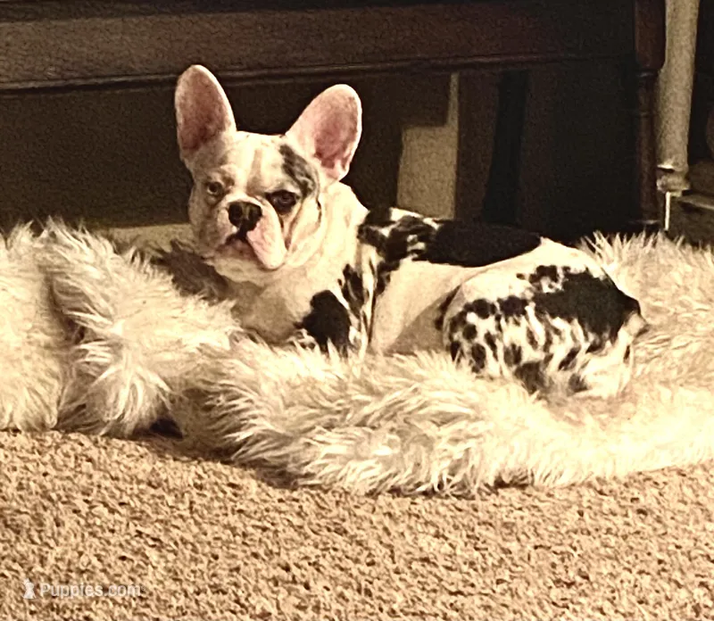 Abigail  – French Bulldog puppy for sale in Paso Robles, CA