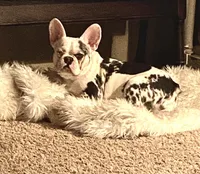 Abigail , a female French Bulldog for sale in Paso Robles, CA – Photo 4 of 6