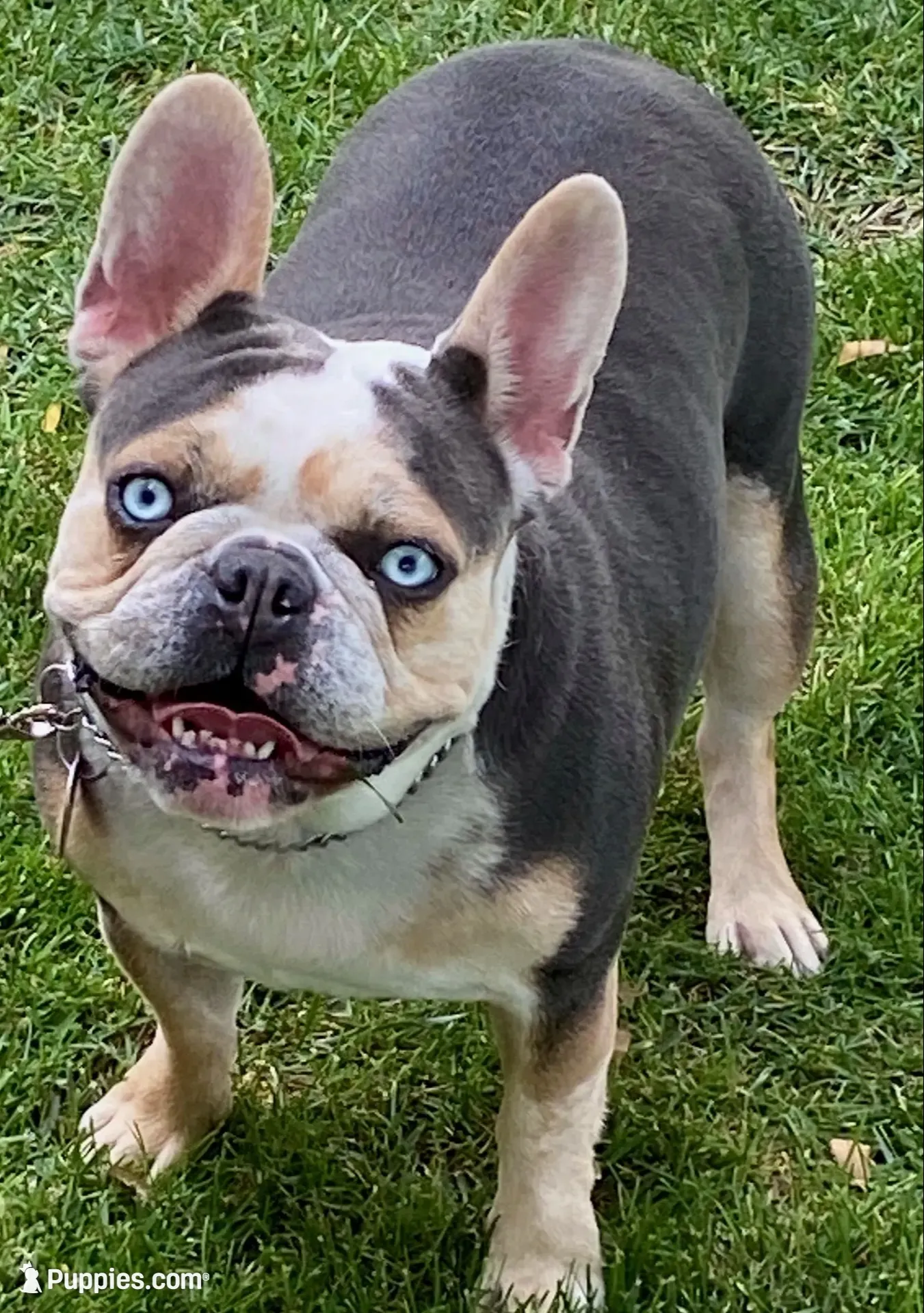 Abigail , a female French Bulldog for sale in Paso Robles, CA – 10 of 10