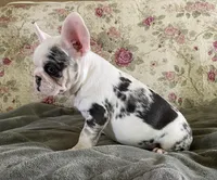 Abigail , a female French Bulldog for sale in Paso Robles, CA – Photo 6 of 6