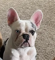 Abigail , a female French Bulldog for sale in Paso Robles, CA – Photo 3 of 6